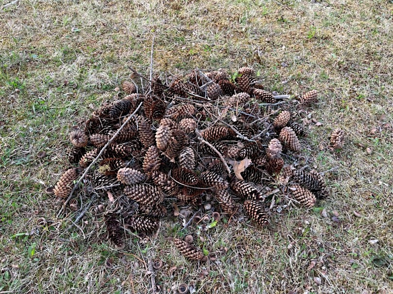 Collecting materials for a mulch basin